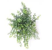 Peperonia 40 cm