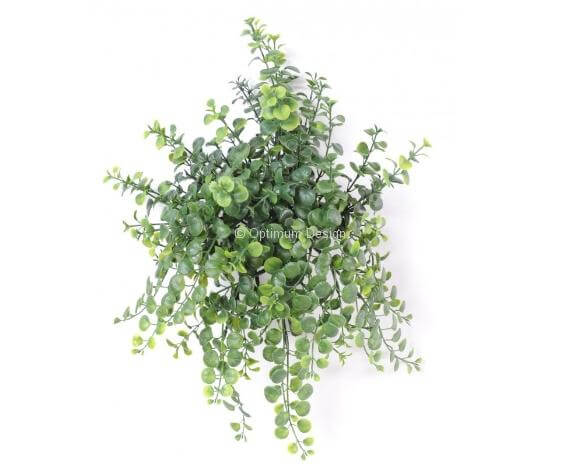 Peperonia 40 cm