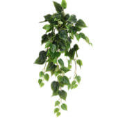 Philo vert 80 cm