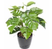 Philodendron 60 cm