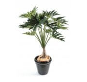 Philodendron selloum 120 cm