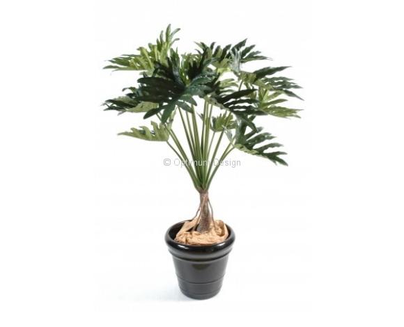 Philodendron selloum 120 cm
