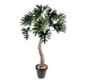 Philodendron selloum luxe 210 cm