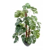 Philodendron tuteur coco 100 cm