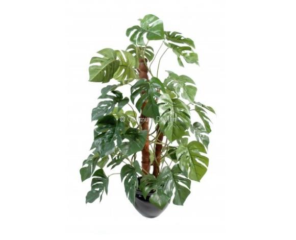 Philodendron tuteur coco 100 cm