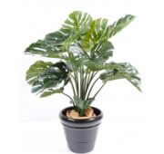 Philodendron géant 110 cm