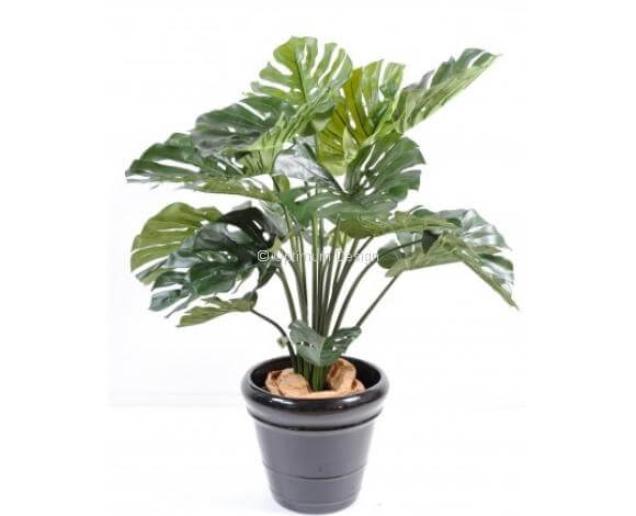 Philodendron géant 110 cm