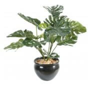 Philodendron géant 85 cm
