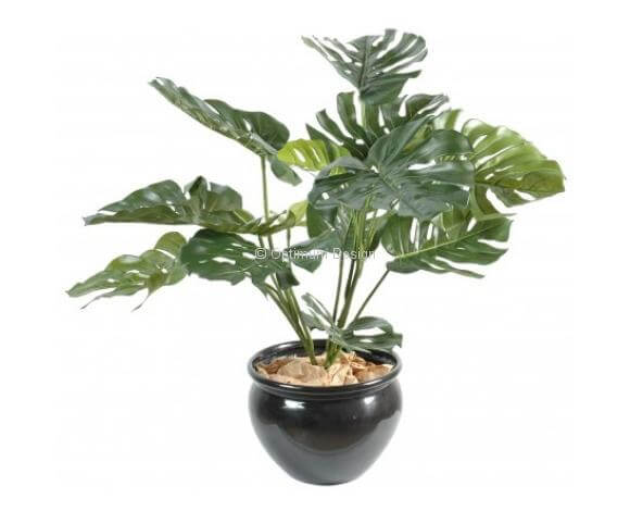 Philodendron géant 85 cm