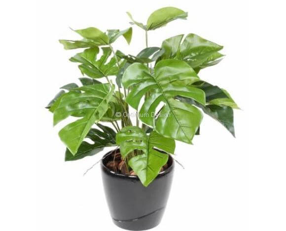 Philodendron 60 cm
