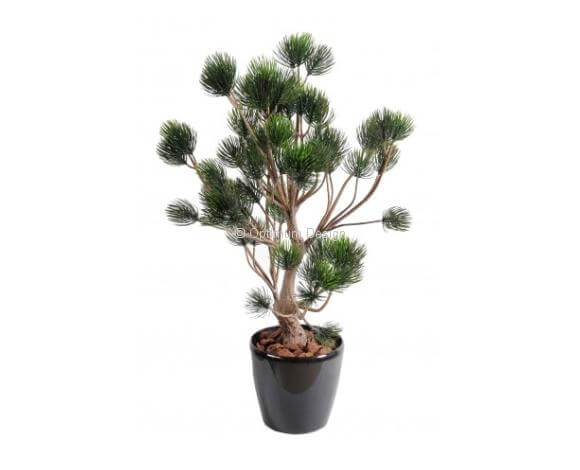 Pin garigue 90 cm