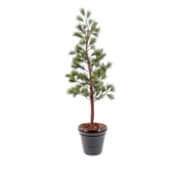 Pin 120, 155 et 180 cm