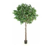 Platane tête ronde 260 cm