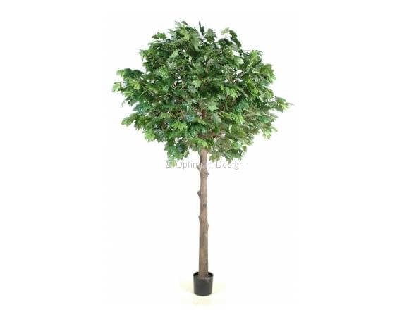 Platane tête ronde 260 cm