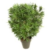 Podocarpus