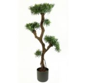 Podocarpus racines