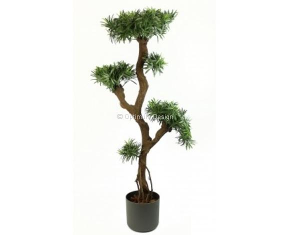 Podocarpus racines