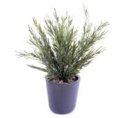 Podocarpus buisson 45 cm