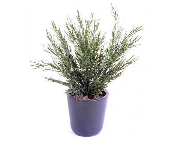 Podocarpus buisson 45 cm