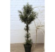Thé luxury 100cm  