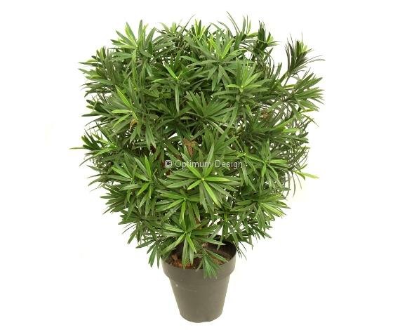 Podocarpus