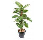 Pothos luxe 150 cm