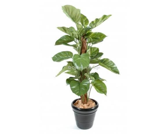 Pothos luxe 150 cm