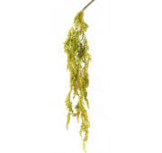 Renouée 75 cm