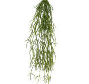 Rhipsalis 50 cm