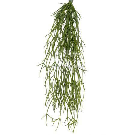 Rhipsalis 50 cm
