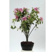 Rhododendron violet multi 110 cm