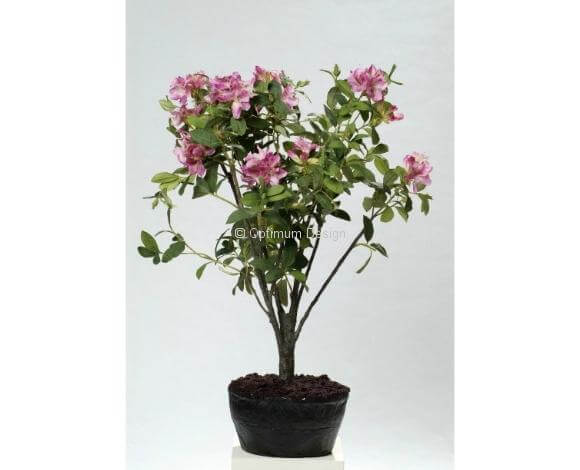 Rhododendron violet multi 110 cm