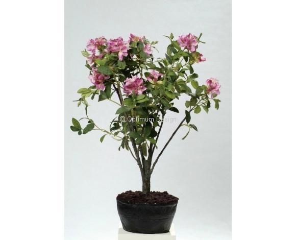 Rhododendron violet multi 110 cm