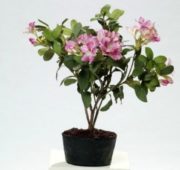 Rhododendron orchi fushia 90 cm