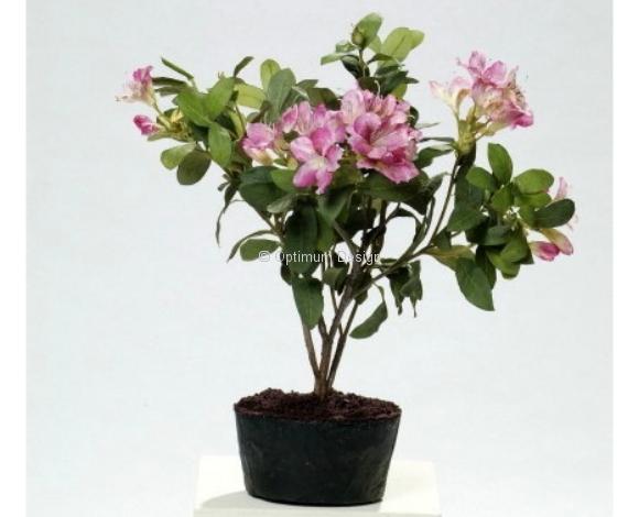 Rhododendron orchi fushia 90 cm
