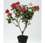 Rhododendron violet 60 cm