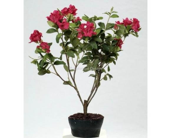 Rhododendron violet 60 cm
