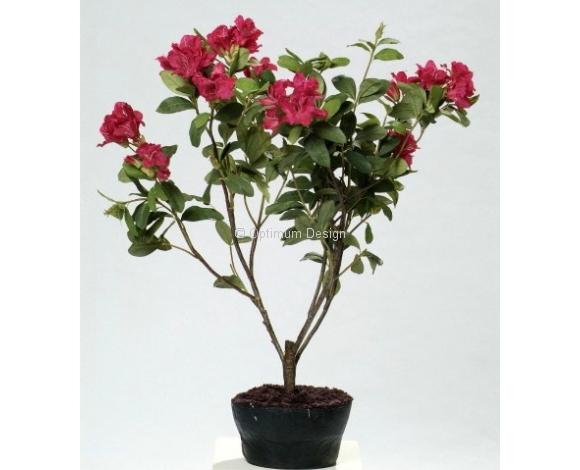 Rhododendron violet 60 cm