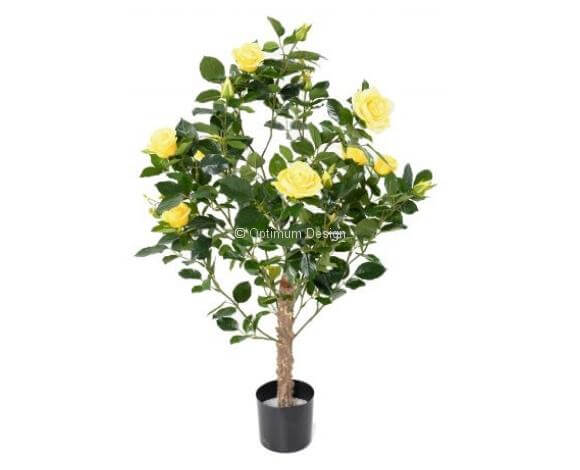 Rosier royal jaune 100 cm