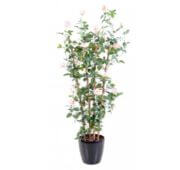 Rosier royal rose palissage 160 cm