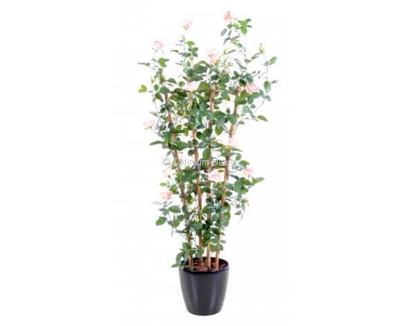 Rosier royal rose palissage 160 cm