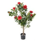 Rosier royal rouge 100 cm