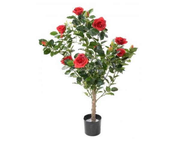 Rosier royal rouge 100 cm