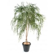 Saule en pot 210 cm