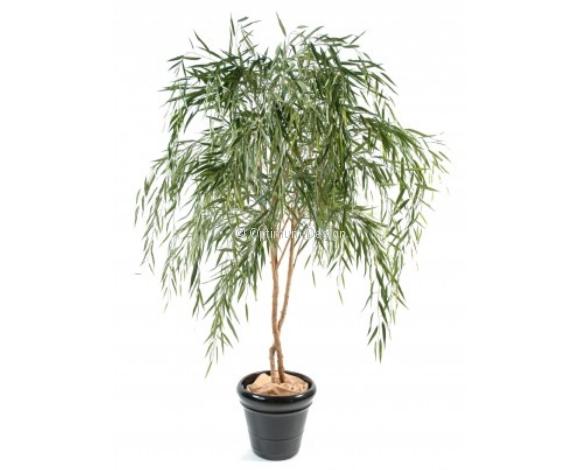 Saule en pot 210 cm