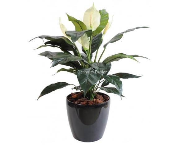 Spathiphylium 73 cm