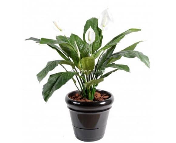 Spathiphylium 90 cm