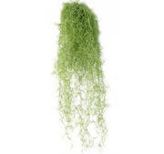 Tillandsia effet mousse 60 cm