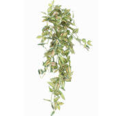 Tradescantia 80 cm