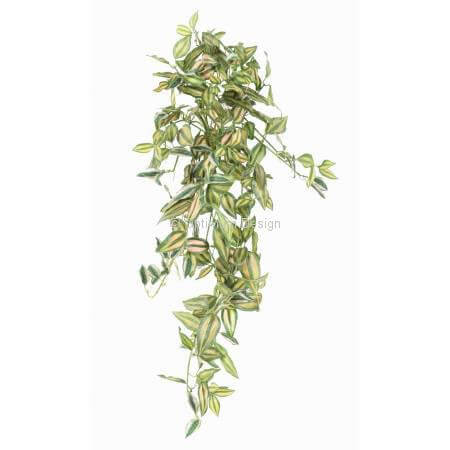 Tradescantia 80 cm